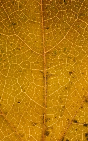 Vertical Closeup Yellow Leaf Texture — Fotografia de Stock