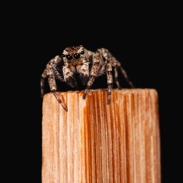 Egy Cuki Kis Ugró Pók Közelsége Egy Evőpálcikán — Stock Fotó