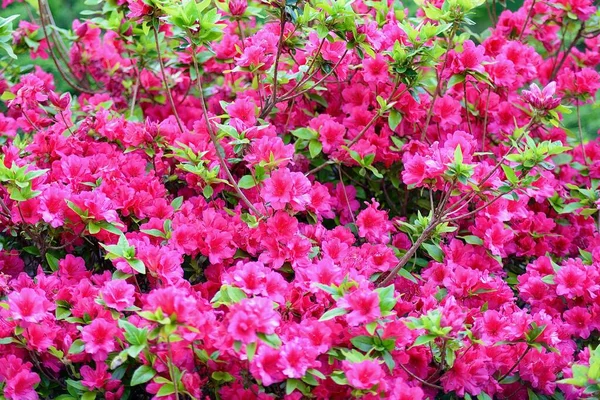 Kolorowe Azalie Kwitną Ogrodzie Ciepłe Wiosenne Popołudnie — Zdjęcie stockowe
