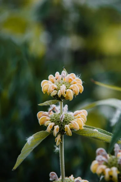 Bahçede Güzel Bir Phlomis Russeliana Manzarası — Stok fotoğraf