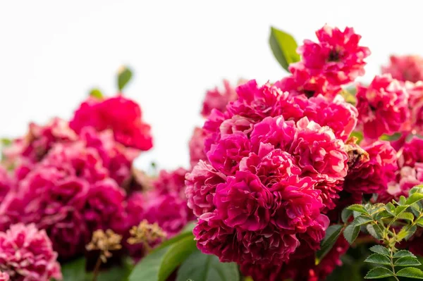 Селективный Фокус Hydrangea Розовые Цветы Белом Фоне — стоковое фото