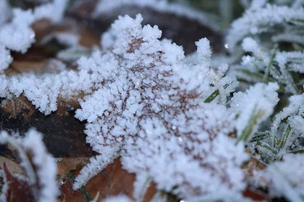 Крупним Планом Знімок Замороженої Трави Листя Парку — стокове фото