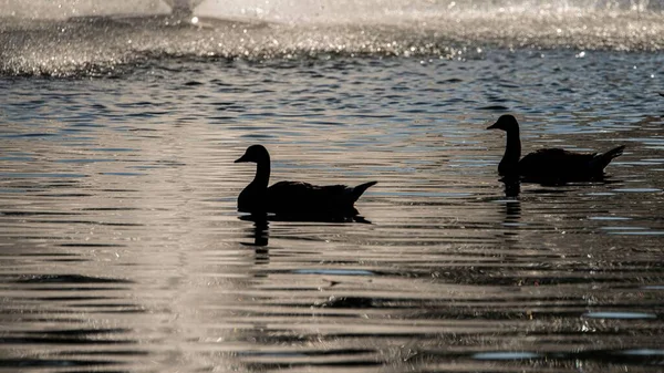 Beautiful View Silhouettes Swimming Geese — Stock Photo, Image