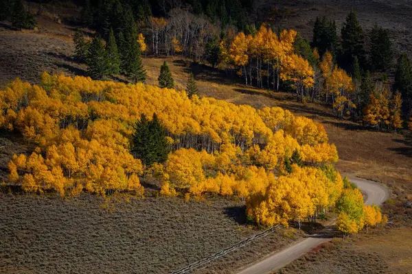 Sonbahar Kavak Ağaçlarının Yaprakları Sonbahar Kırsalındaki Asfalt Yolda Geçidi Idaho — Stok fotoğraf
