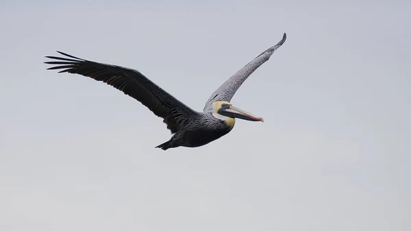 Östbrun Pelikan Flykt Molnig Dag — Stockfoto
