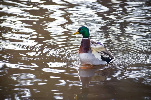 Beautiful Male Wild Duck Mallard Swimming Tranquil Lake Visible Reflection — Stock Photo, Image