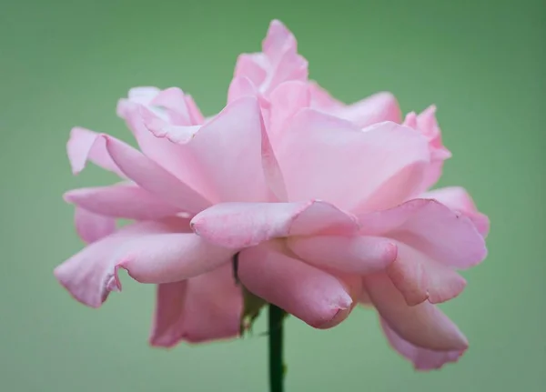 Zbliżenie Różowej Królowej Róży Elżbiety Zielonym Zamazanym Tle — Zdjęcie stockowe