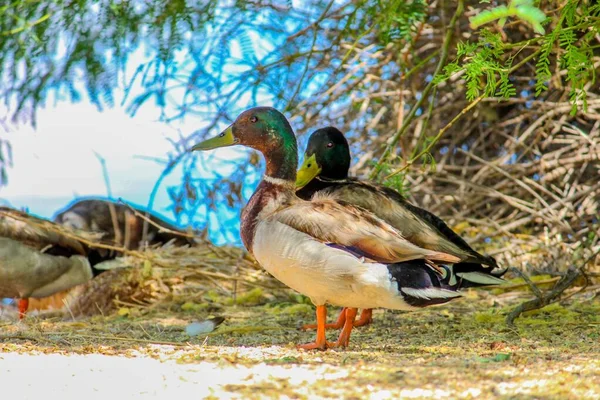 美国亚利桑那州湖滨上休息的雄性野鸭 — 图库照片