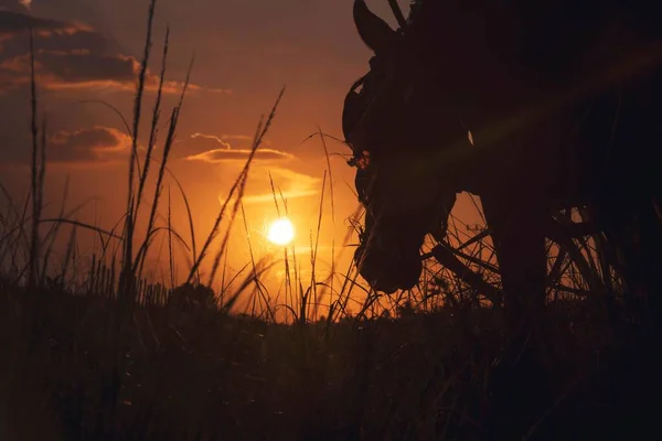 Лошадь Пасущаяся Поле Тени Время Ярко Оранжевого Заката Заднем Плане — стоковое фото