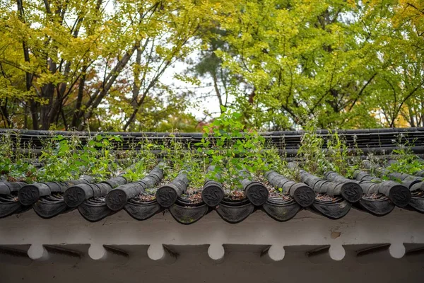 The plants growing on a roof.