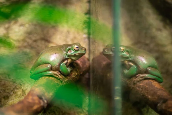緑のカエルがその反射を見て — ストック写真
