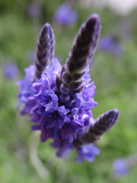 Ett Makro Skott Lila Fernleaf Lavendel Växt Isolerad Bakgrund — Stockfoto