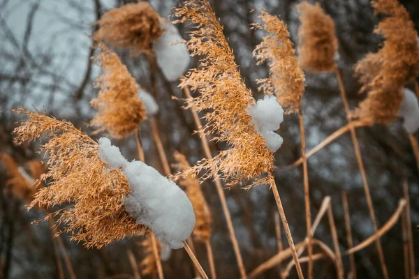 Detailní Záběr Rostlin Pokrytých Sněhem — Stock fotografie