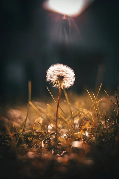 Vertical Closeup Shot Isolated Dandelion Grass Field — Stock Photo, Image