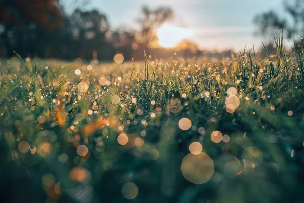 Селективный Фокус Травы Поле Солнечным Светом Время Золотого Часа — стоковое фото
