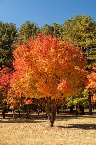 Obraz Jednoho Stromu Červenými Žlutými Listy Lesem Pozadí — Stock fotografie