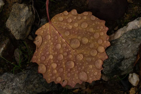 Närbild Bild Gul Fallna Löv Med Vattendroppar Den Skogen — Stockfoto