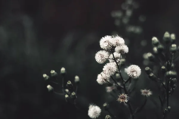 Selektivní Ostření Záběr Bílých Pampelišky Zahradě Krásné Květinové Tapety — Stock fotografie