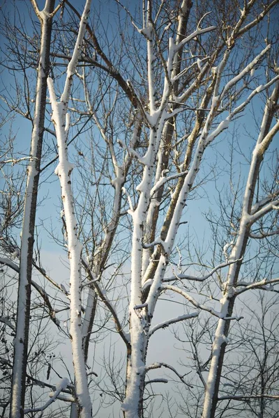 Tiro Vertical Dos Galhos Árvore Cobertos Neve Contra Céu Azul — Fotografia de Stock