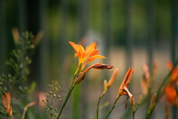 정원에 백합화의 아름다운 — 스톡 사진