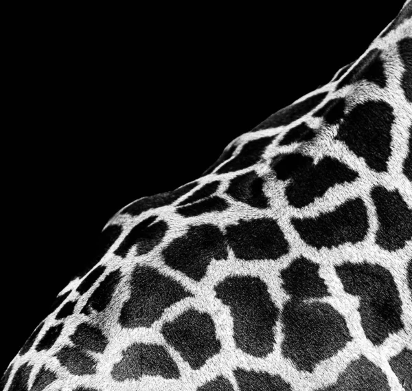 Eine Wunderschöne Nahaufnahme Einer Giraffe — Stockfoto