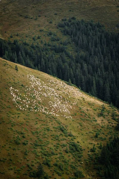Повітряний Вид Зграї Білої Вівці Пасеться Пишному Зеленому Лузі — стокове фото