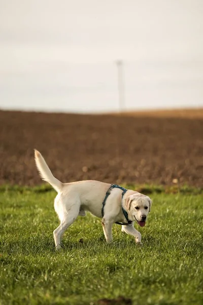 Cute Beige Labrador Walking Grass — Stock Photo, Image