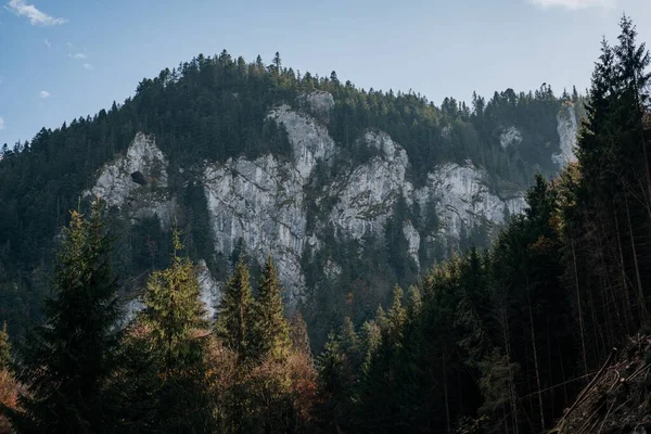 Живописный Снимок Красочных Альпийских Деревьев Горе Солнечный День — стоковое фото