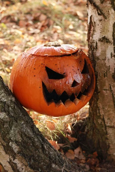 Närbild Halloweenpumpa Skog — Stockfoto