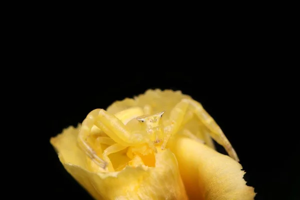 暗い背景に隔離された黄色の花に黄色のカニのクモのマクロショット — ストック写真