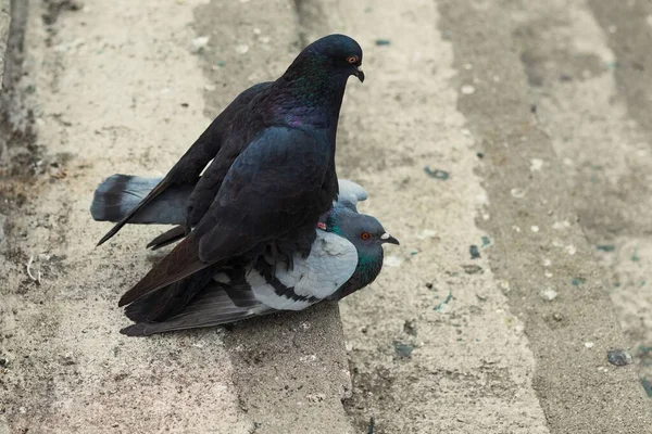 Nahaufnahme Einer Verwilderten Taube Die Auf Dem Boden Läuft — Stockfoto