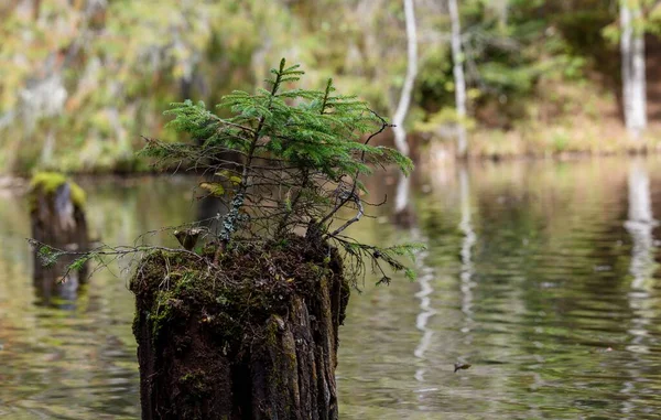 Вид Стволов Деревьев Озере — стоковое фото