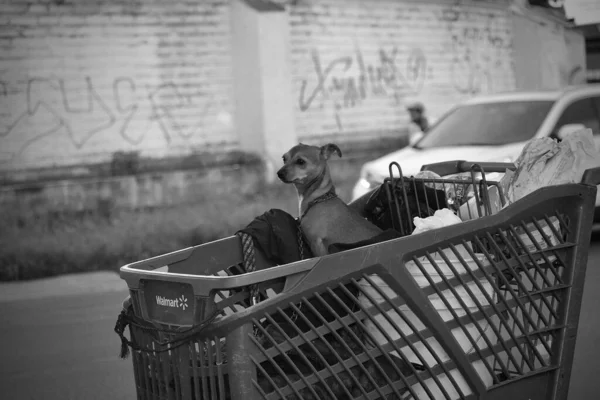 Greyscale Little Dog Italian Greyhound Shopping Cart Captured Being Rolled — Stock Photo, Image