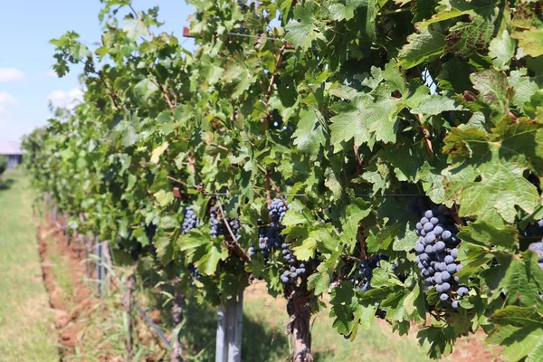 Grapes Vine Vineyard Row Winery Arizona — Stock Photo, Image
