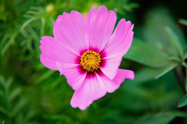 Beautiful View Pink Garden Cosmos Flower Garden — Stock Photo, Image