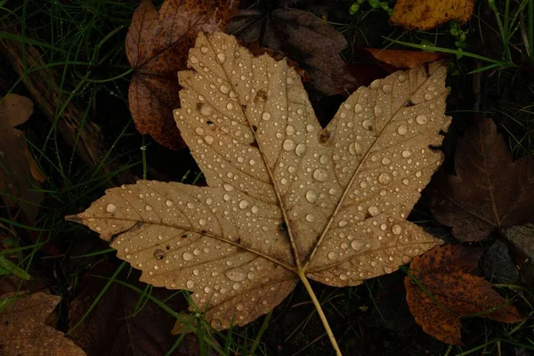 물방울이 떨어지는 낙엽의 클로즈업 — 스톡 사진