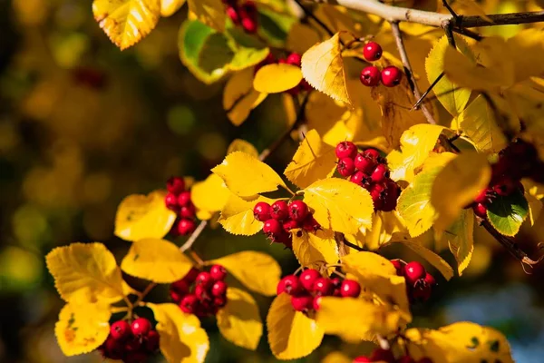 Sonbaharda Ormanda Kırmızı Kızılcık Sarı Yapraklar — Stok fotoğraf