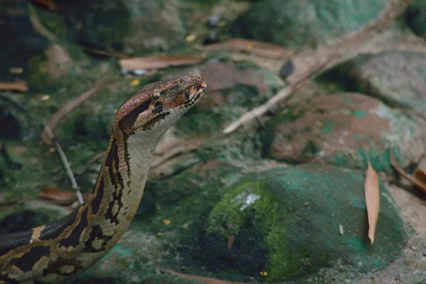 Крупный План Индийского Питона Python Molurus Биологическом Парке Баннергатта Бангалор — стоковое фото