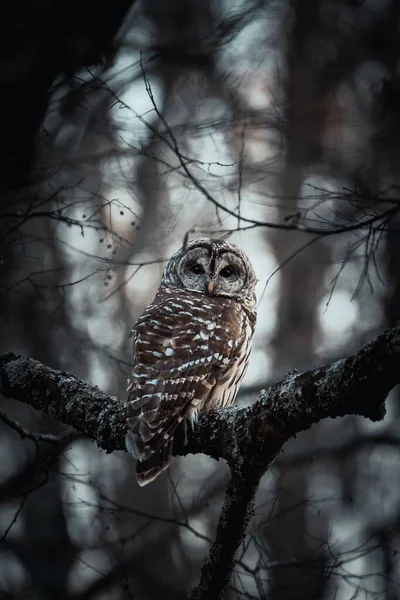 Vertical Shot Spotted Owl Strix Occidentalis Perched Tree Branch Dark — Stock Photo, Image