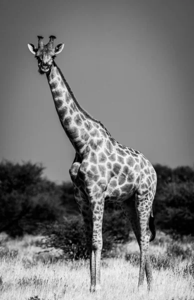 Вертикальная Серая Шкала Высокого Жирафа Сафари Деревьями Небом Размытом Фоне — стоковое фото