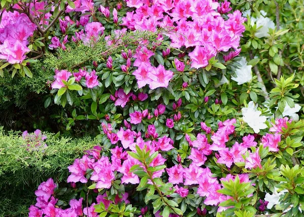 Azaleas Showing Color Garden Sunny Day — Stock Photo, Image