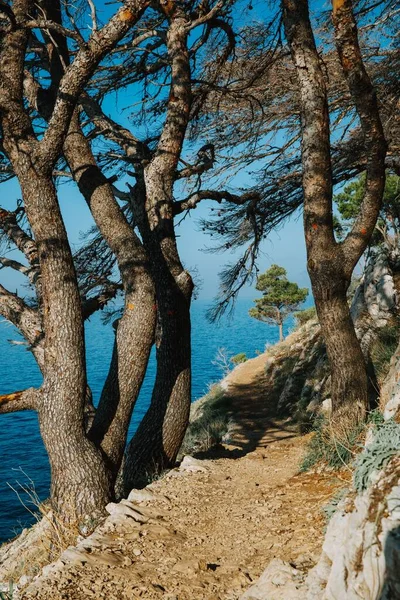 Vertical Shot Rocky Beach Covered Trees Sea Background Croatia — Stock Photo, Image