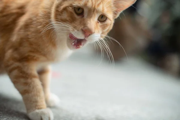 Ένα Κοντινό Πλάνο Μια Κοκκινομάλλα Γάτα Χασμουριέται Έξω Στο Θολό — Φωτογραφία Αρχείου