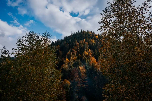 Uma Cena Árvores Alpinas Coloridas Uma Montanha Dia Ensolarado — Fotografia de Stock