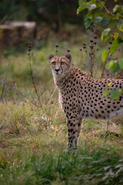 Een Verticaal Schot Van Een Sierlijke Cheeta Het Groene Veld — Stockfoto