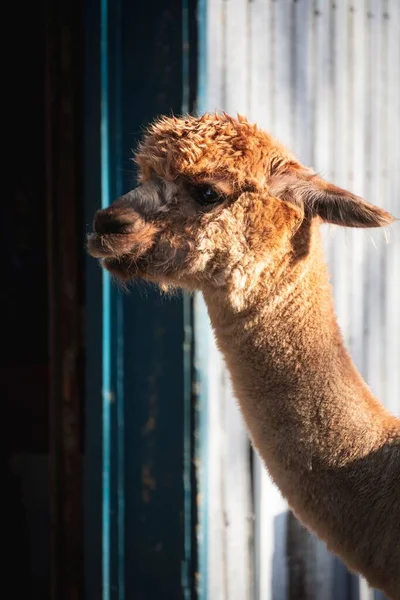 Close Bonito Alpaca Marrom Vicugna Pacos Uma Fazenda Fundo Ensolarado — Fotografia de Stock