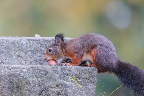 Nahaufnahme Eines Roten Eichhörnchens Mit Schwarzem Pelzigen Schwanz — Stockfoto