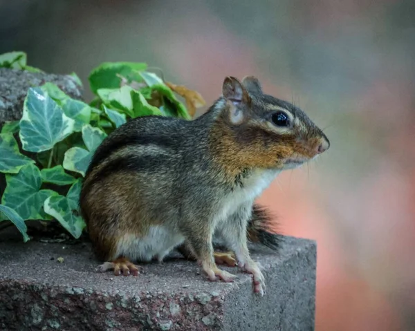 在石头表面上栖息着一只花栗鼠的特写镜头 — 图库照片