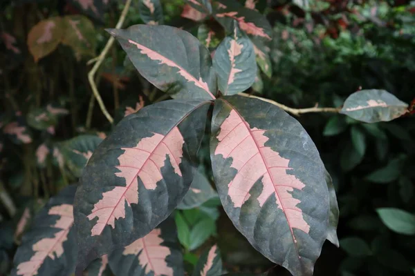 森の中に緑とピンクのカリカチュア植物の葉の閉鎖 — ストック写真