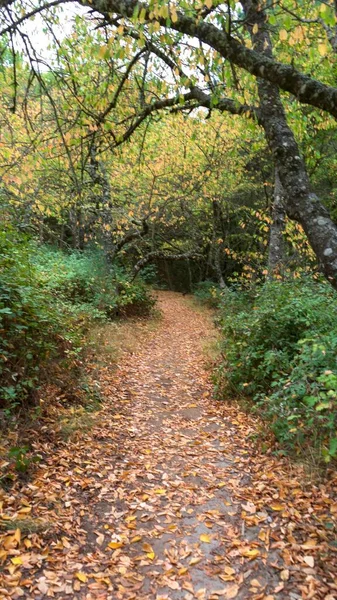 Ein Wald Ockerfarbener Blätter Herbst — Stockfoto